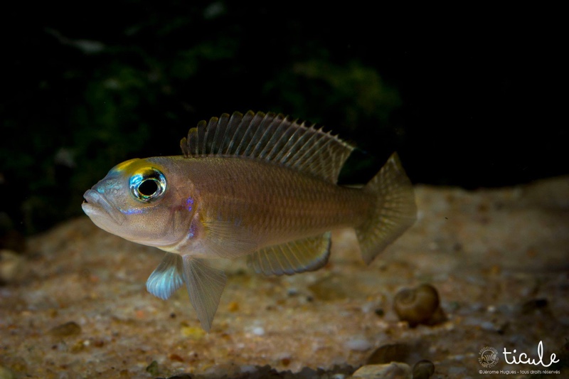 Lamprologus sp. 'ornatipinnis zambia'